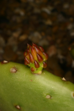 Opuntia humifusa RCP6-06 100.jpg